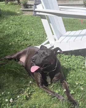 Gloria Girl -  Staffordshire Bull Terrier Dog for Adoption in Brewster, New York - Gloria Girl | PetCurious