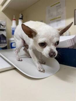 Chihuahua Dogs Available for Adoption in Fremont, California - CASA | PetCurious