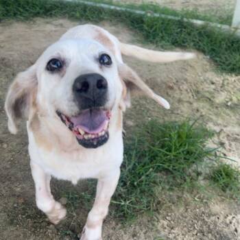 Dusty -  Beagle Dog Available for Adoption in West Point, Mississippi - Dusty | PetCurious