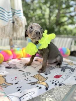 Lucius -  Doberman Pinscher and Black Labrador Retriever Dog for Adoption - Lucius | PetCurious
