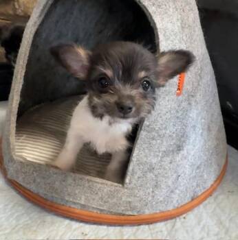 Chihuahua and Terrier Dogs Available for Adoption - Blitzen | PetCurious