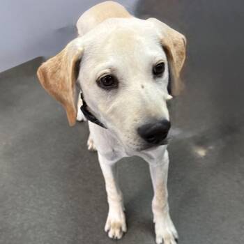 Yellow Labrador Retriever Dogs Available for Adoption in Idaho Falls, Idaho - Leonardo | PetCurious
