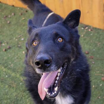 Rescue German Shepherd Dog Dogs for Adoption in Austin, Texas - Boeing JuM | PetCurious