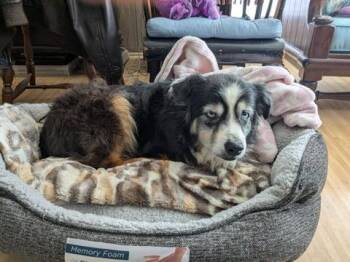 Skye -  Australian Shepherd Dog for Adoption in Creston, California - Skye | PetCurious