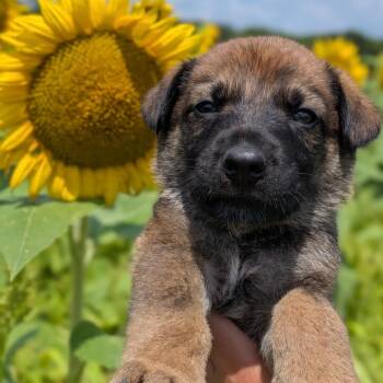 Ranger -  German Shepherd Dog and Labrador Retriever Dog for Adoption in Spring Hill, Tennessee - Ranger | PetCurious