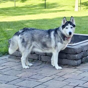 Shilo -  Siberian Husky and Husky Dog for Adoption in Blaine, Minnesota - Shilo | PetCurious