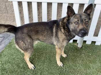 Belgian Shepherd Malinois and Australian Cattle Dog Blue Heeler Dogs Available for Adoption in Modesto, California - A609320 | PetCurious