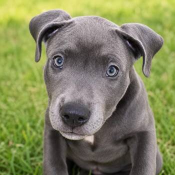 Pit Bull Terrier Dogs Available for Adoption in St. Petersburg, Florida - Parker | PetCurious