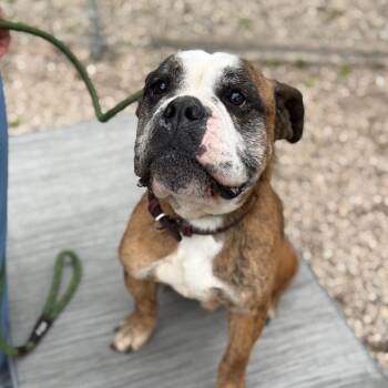 English Bulldog and Mixed Breed Dogs Available for Adoption in Madison, Wisconsin - Bravo | PetCurious