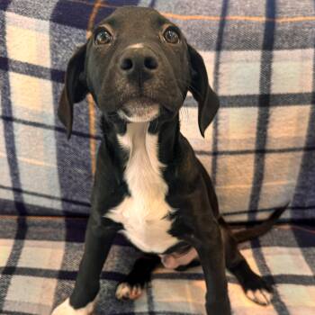 Collie and Mixed Breed Dogs Available for Adoption - Sneezy | PetCurious