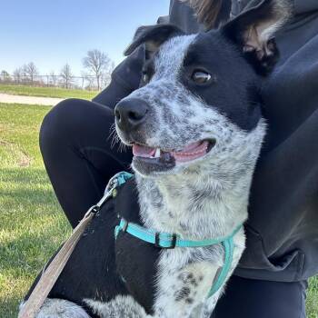 Pippi -  Australian Cattle Dog Blue Heeler and Border Collie Dog for Adoption in Chariton, Iowa - Pippi | PetCurious