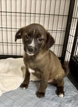 Maizie -  Black Mouth Cur and Mixed Breed Dog Available for Adoption in Picayune, Mississippi - Maizie | PetCurious
