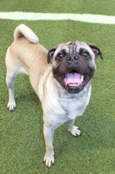 Hopkins -  Pug Dog for Adoption in Gardena, California - Hopkins | PetCurious