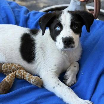 Mixed Breed Dogs Available for Adoption in Larkfield-wikiup, California - Bruno | PetCurious