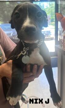 Nix -  American Bully Dog for Adoption in Dyersburg, Tennessee - Nix | PetCurious