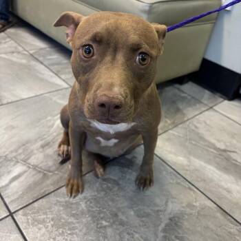Melody 54290 -  Pit Bull Terrier and Mixed Breed Dog for Adoption in Las Vegas, Nevada - Melody 54290 | PetCurious
