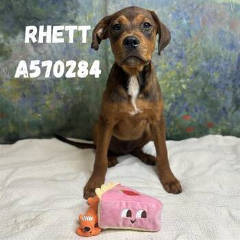RHETT -  Doberman Pinscher and Mixed Breed Dog for Adoption - RHETT | PetCurious