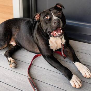 Rocky -  Pit Bull Terrier Dog for Adoption in Wichita, Kansas - Rocky | PetCurious