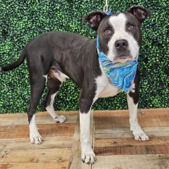 Fresno -  Pit Bull Terrier Dog for Adoption in East St. Louis, Illinois - Fresno | PetCurious