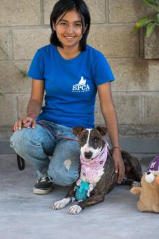 Princess -  Boston Terrier and Bull Terrier Dog for Adoption in Calgary, Alberta - Princess | PetCurious
