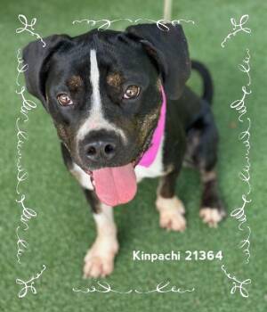 KINPACHI (see also TSUNADE) -  Pit Bull Terrier Dog for Adoption in Marietta, Georgia - KINPACHI (see Also TSUNADE) | PetCurious