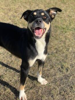 Lorelai -  Mixed Breed Dog for Adoption in Wetaskiwin, Alberta - Lorelai | PetCurious