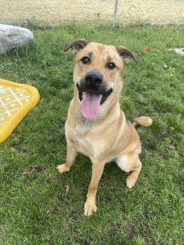 Widget - ADOPTABLE -  German Shepherd Dog Dog for Adoption in Chilliwack, British Columbia - Widget - ADOPTABLE | PetCurious