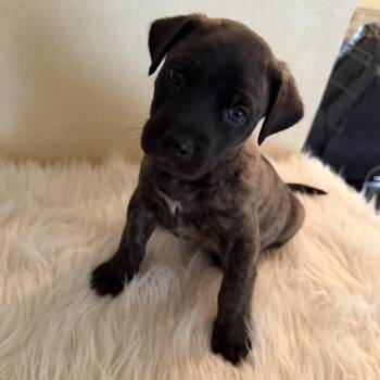 American Staffordshire Terrier Dogs Available for Adoption in Houston, Texas - Journey | PetCurious