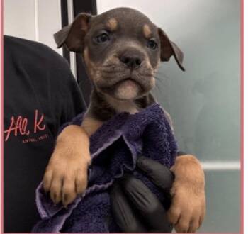 Harbor -  Staffordshire Bull Terrier Dog for Adoption in Copiague, New York - Harbor | PetCurious