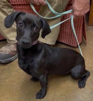Mishka -  Dachshund and Chihuahua Dog for Adoption in Junction, Texas - Mishka | PetCurious