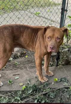 Canelo -  Pit Bull Terrier Dog for Adoption in Chicago, Illinois - Canelo | PetCurious