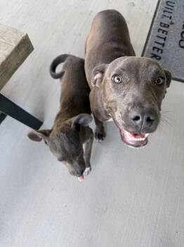 Pit Bull Terrier Dogs Available for Adoption in The Woodlands, Texas - Chanel | PetCurious