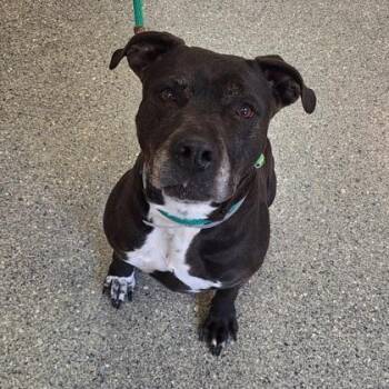 Pit Bull Terrier and Mixed Breed Dogs Available for Adoption - Callie May | PetCurious