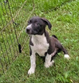 Dallas -  Labrador Retriever and Australian Cattle Dog Blue Heeler Dog for Adoption in Watertown, Connecticut - Dallas | PetCurious
