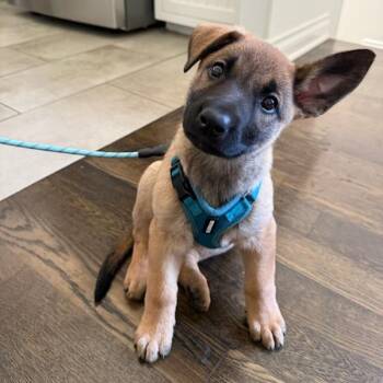 Joan of Arc -  Shepherd and Mixed Breed Dog for Adoption in Los Angeles, California - Joan Of Arc | PetCurious
