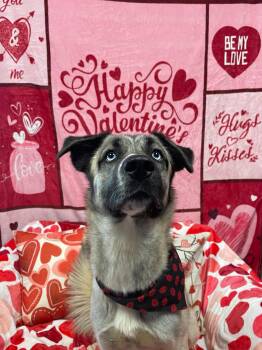 Anatolian Shepherd Dogs Available for Adoption - Tilly | PetCurious
