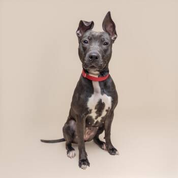 Witch Hazel -  Mixed Breed Dog for Adoption in Pittsburgh, Pennsylvania - Witch Hazel | PetCurious