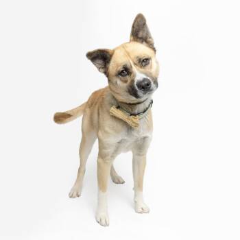 Mixed Breed Dogs Available for Adoption - Kimchi | PetCurious