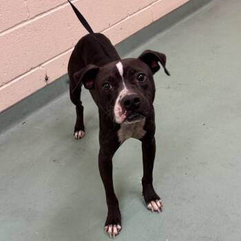 Mixed Breed Dogs Available for Adoption in Memphis, Tennessee - Beale | PetCurious