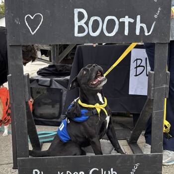 Rescue Black Labrador Retriever and English Bulldog Dogs for Adoption in Smithfield, North Carolina - Black Jack | PetCurious