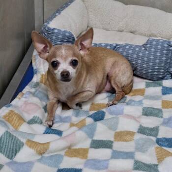 Chihuahua Dogs Available for Adoption - Vader | PetCurious