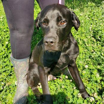 Koney -  Cane Corso Dog for Adoption in Jersey City, New Jersey - Koney | PetCurious
