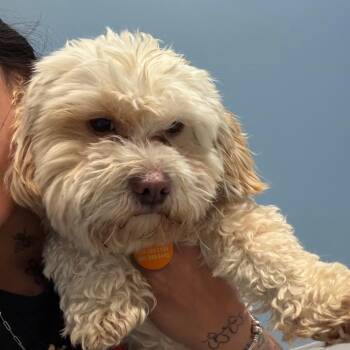 Fuggler -  Havanese and Maltese Dog for Adoption in Northbrook, Illinois - Fuggler | PetCurious