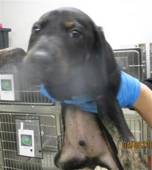 Hound and Mixed Breed Dogs Available for Adoption in Oklahoma City, Oklahoma - A472362 | PetCurious