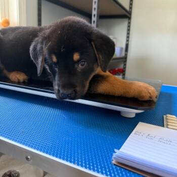 Male 2 -  Cane Corso and German Shepherd Dog Dog for Adoption in Hohenwald, Tennessee - Male 2 | PetCurious
