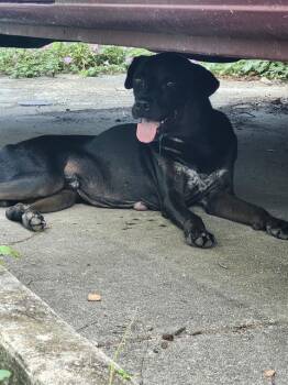 LARS -  Labrador Retriever Dog for Adoption in San Antonio, Texas - LARS | PetCurious