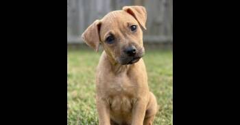 Molly -  Chihuahua and Terrier Dog for Adoption in Crown Point, Indiana - Molly | PetCurious