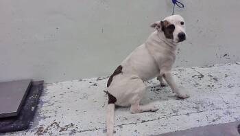 BREEZE -  Staffordshire Bull Terrier and Mixed Breed Dog for Adoption in Houston, Texas - BREEZE | PetCurious