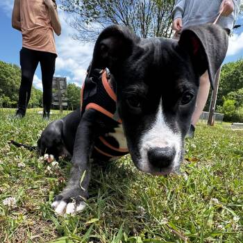 Sweetheart -  American Staffordshire Terrier Dog for Adoption in Lancaster, South Carolina - Sweetheart | PetCurious