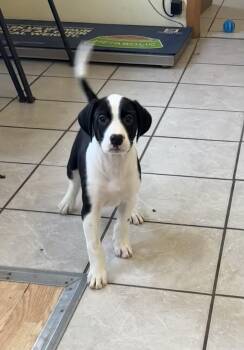 Rescue Pointer Dogs for Adoption in Grant, Nebraska - Chess | PetCurious